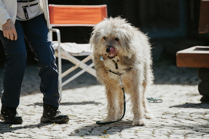 Dein Hund Dein Tag (1)