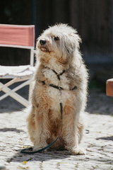 Dein Hund Dein Tag (2)