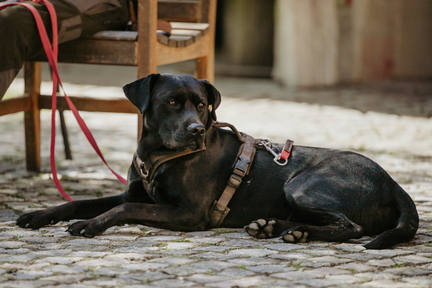 Dein Hund Dein Tag (3)