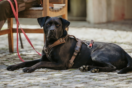 Dein Hund Dein Tag (4)