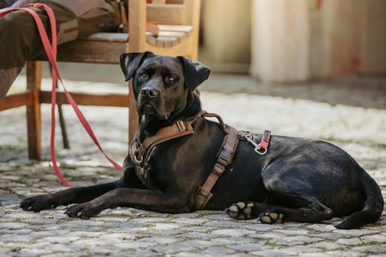 Dein Hund Dein Tag (5)