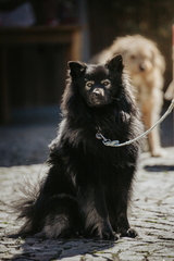 Dein Hund Dein Tag (9)