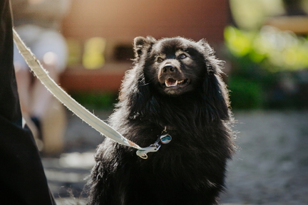 Dein Hund Dein Tag (10)