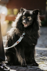 Dein Hund Dein Tag (11)