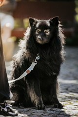 Dein Hund Dein Tag (12)