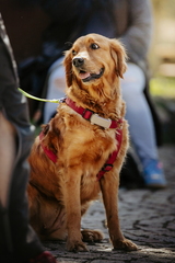 Dein Hund Dein Tag (13)