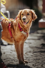 Dein Hund Dein Tag (16)