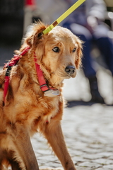 Dein Hund Dein Tag (17)