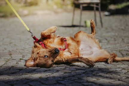 Dein Hund Dein Tag (18)