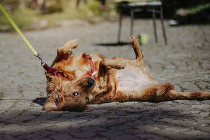 Dein Hund Dein Tag (19)