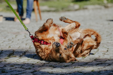 Dein Hund Dein Tag (20)