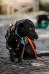 Dein Hund Dein Tag (25)