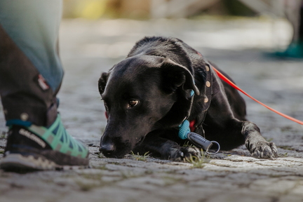 Dein Hund Dein Tag (26)