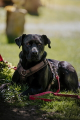 Dein Hund Dein Tag (27)