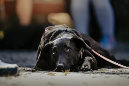 Dein Hund Dein Tag (29)