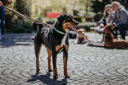 Dein Hund Dein Tag (35)