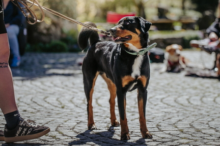Dein Hund Dein Tag (36)