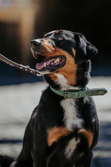 Dein Hund Dein Tag (38)