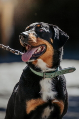 Dein Hund Dein Tag (39)