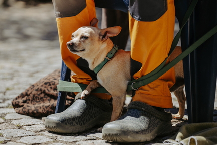 Dein Hund Dein Tag (40)