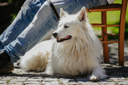Dein Hund Dein Tag (42)
