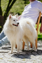 Dein Hund Dein Tag (45)