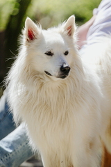Dein Hund Dein Tag (46)