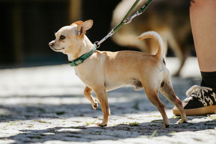 Dein Hund Dein Tag (47)