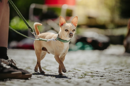 Dein Hund Dein Tag (48)