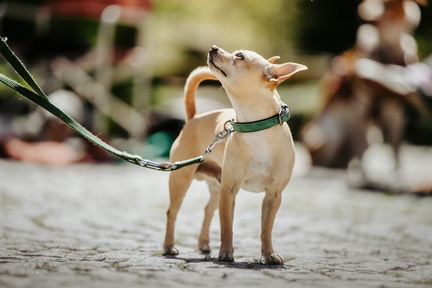 Dein Hund Dein Tag (49)