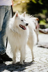 Dein Hund Dein Tag (50)
