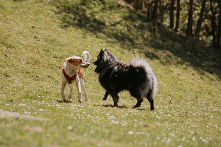 Dein Hund Dein Tag (51)