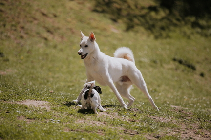 Dein Hund Dein Tag (53)
