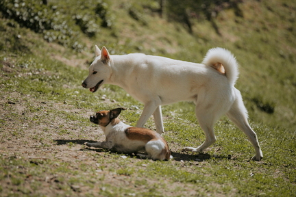 Dein Hund Dein Tag (54)