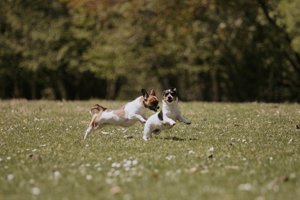 Dein Hund Dein Tag (55)