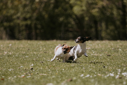 Dein Hund Dein Tag (56)
