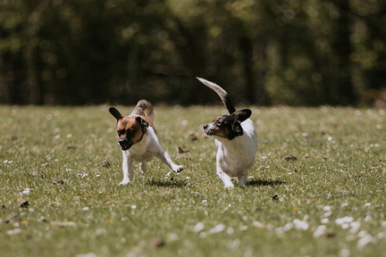 Dein Hund Dein Tag (57)