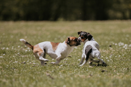 Dein Hund Dein Tag (58)