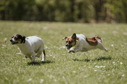 Dein Hund Dein Tag (59)
