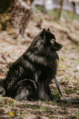 Dein Hund Dein Tag (60)