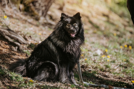 Dein Hund Dein Tag (61)