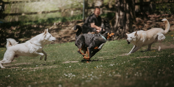 Dein Hund Dein Tag (64)