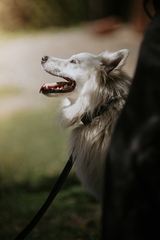 Dein Hund Dein Tag (65)