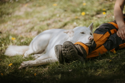 Dein Hund Dein Tag (68)