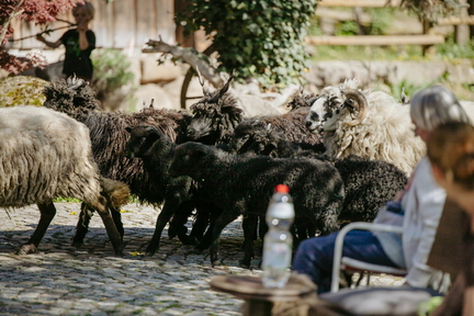 Dein Hund Dein Tag (73)
