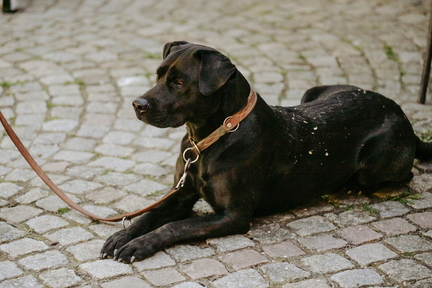 Dein Hund Dein Tag (76)