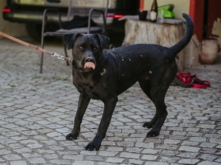 Dein Hund Dein Tag (77)