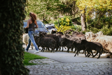 Dein Hund Dein Tag (80)