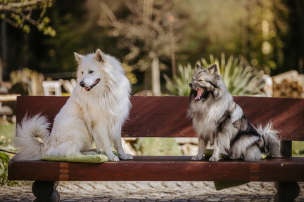 Dein Hund Dein Tag (82)