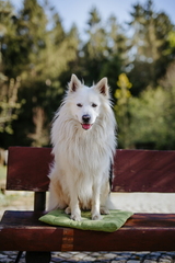 Dein Hund Dein Tag (96)